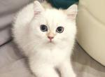 Marty - British Shorthair Kitten For Sale - Cherkasy, Cherkasy Oblast, UA