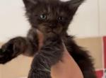 Polydactyl kittens - Maine Coon Kitten For Sale - 