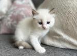 Max Green - Ragdoll Kitten For Sale - 