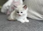 Milo Lilac - Ragdoll Kitten For Sale - 