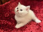 Roky - British Shorthair Kitten For Sale - Phoenix, AZ, US