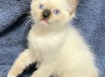 Seal Mitted - Ragdoll Kitten For Sale - Los Angeles, CA, US