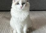 Bolt - Ragdoll Kitten For Sale - 