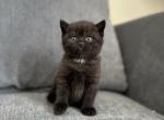 Coco - Scottish Straight Kitten For Sale - Woodland Park, CO, US