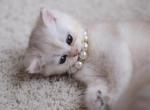 Pearl - Scottish Straight Kitten For Sale - 