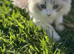 Kiki - Ragdoll Kitten For Sale - Chino Hills, CA, US