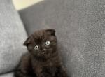 Teddy - Scottish Fold Kitten For Sale - 