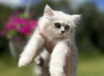 Cloudy - Persian Kitten For Sale - Monroe, NC, US