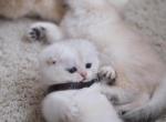 Coco - Scottish Fold Kitten For Sale - 