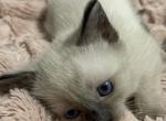 Male Siamese male - Siamese Kitten For Sale - 