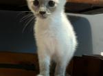 Snowshoe - Snowshoe Kitten For Sale - Leavenworth, KS, US