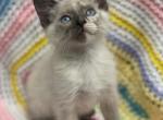 White kitten females - Domestic Kitten For Sale - Auburn, WA, US