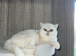 British shorthair male - British Shorthair Cat For Sale/Service - Sacramento, CA, US