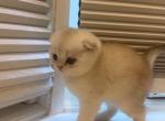 Scottish Fold Silver Chinchila male A - Scottish Fold Kitten For Sale - 