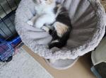 Hana - Ragdoll Kitten For Sale - Dallas, TX, US