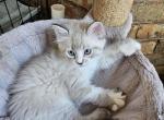 Boo - Ragdoll Kitten For Sale - Dallas, TX, US