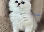 White orchid - Scottish Straight Kitten For Sale - Kent, WA, US