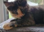 Polydactyl Kitten - Polydactyl Kitten For Sale - 