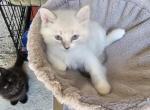 Tigger - Ragdoll Kitten For Sale - Dallas, TX, US