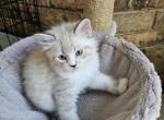 Max - Ragdoll Kitten For Sale - Dallas, TX, US