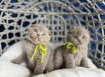 Lilac boys - Scottish Fold Kitten For Sale - Kent, WA, US