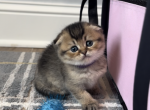 Scottish brown fold girl - Scottish Fold Kitten For Sale - Minneapolis, MN, US