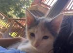 Sparkles - Domestic Cat For Sale - Farmington, CT, US