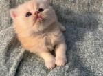 Archie Scottish - Scottish Fold Kitten For Sale - 