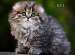 Scottish Fold Highland from Real Breeder - Scottish Fold Kitten For Sale - 