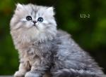 Silver Scottish Straight Highland - Scottish Straight Kitten For Sale - 