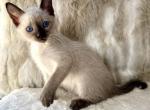 Ti - Siamese Kitten For Sale - Charlotte, NC, US