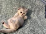 Sky - Scottish Fold Kitten For Sale - 