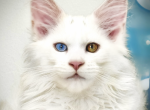 Margarita - Maine Coon Kitten For Sale - 