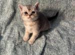 Muffin - Scottish Fold Kitten For Sale - Tracy, CA, US