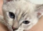 Female Lynx - Siamese Kitten For Sale - Bridgeport, CT, US