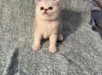 Olivia - Scottish Fold Kitten For Sale - Tracy, CA, US