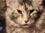 Ash - Maine Coon Cat For Sale - 