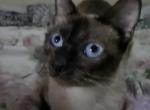 Miracle - Siamese Cat For Sale/Service - PA, US