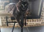 Malachi - Maine Coon Cat For Sale - Huntsville, AL, US