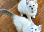 Ragdoll Kittens Ready Now Cute and Cuddly - Ragdoll Kitten For Sale - Del Mar, CA, US