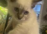 Lynx point Balinese - Balinese Kitten For Sale - Worcester, MA, US