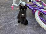 Twilight - Domestic Kitten For Sale - Coatesville, PA, US