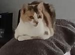 Skittles - American Shorthair Cat For Adoption - Palm Harbor, FL, US