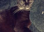 Little man - Domestic Cat For Adoption - 