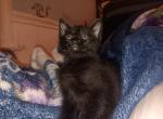 Kitten - Domestic Kitten For Sale - Myrtle Beach, SC, US