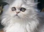 Emma - Exotic Kitten For Sale - 