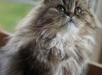 Rose - Persian Kitten For Sale - 