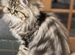 Rose - Persian Kitten For Sale - Wisconsin Rapids, WI, US