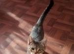 Curious George - Domestic Kitten For Sale - 