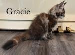 Gracie - Maine Coon Kitten For Sale - Nashville, TN, US